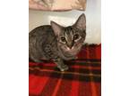 Adopt Queenie a Domestic Short Hair