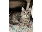 Adopt Quantum a Domestic Medium Hair