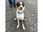 Adopt Ruby K 6 a Border Collie, Mixed Breed