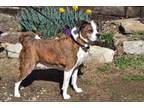 Adopt Poppy a Boston Terrier, Beagle
