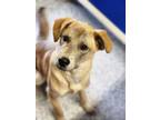 Adopt Kismet a Labrador Retriever