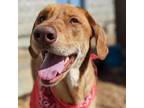 Adopt Daphne a Vizsla