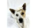 Adopt Fettuccine a Cattle Dog, Mixed Breed
