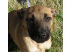 Adopt Avril a Black Mouth Cur, Collie