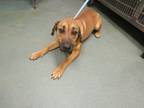 Adopt Nellie a Rhodesian Ridgeback, Labrador Retriever