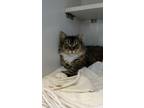 Adopt Working Cat Clairesse a Domestic Short Hair