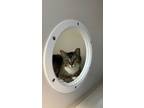 Adopt Working Cat Tawanda a Domestic Short Hair