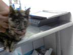 Adopt BETTY a Domestic Short Hair