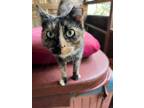 Adopt PEBBLE a Domestic Short Hair