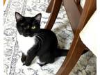 Adopt Silhouette23 a Domestic Short Hair