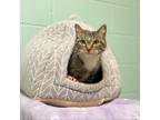 Adopt Tinker--In Foster***ADOPTION PENDING*** a Domestic Short Hair