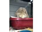 Adopt Norma Jean a Holland Lop