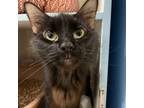 Adopt Aziza a Domestic Medium Hair, Domestic Short Hair