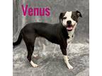 Adopt Venus a Whippet