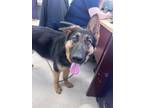 Adopt Harlem a German Shepherd Dog