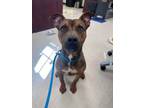 Adopt Zola a Pit Bull Terrier
