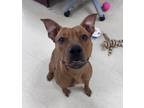 Adopt Toot Sweet a Pit Bull Terrier