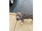 Adopt Happy Hippo a Pit Bull Terrier