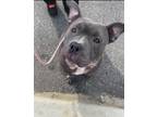 Adopt Twinkie a Pit Bull Terrier