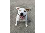 Adopt Olive Mini Pittie a Pit Bull Terrier