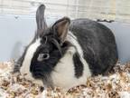 Adopt Janis Hoplin a Lionhead