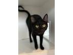 Adopt Skyler a Domestic Short Hair