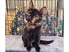 Adopt Jade a Domestic Short Hair