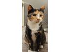 Adopt Olivia a Domestic Short Hair