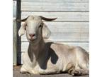 Adopt Graham Cracker a Goat