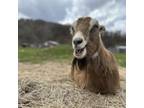 Adopt Susie a Goat