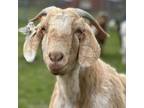 Adopt Spots a Goat