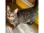 Adopt Loki a Domestic Short Hair