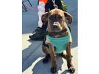 Adopt Flynn a Mixed Breed, Boxer