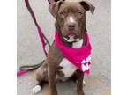 Adopt Jean Marie a American Staffordshire Terrier, Mixed Breed