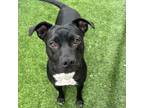 Adopt Brooklyn Beauty a American Staffordshire Terrier, Mixed Breed