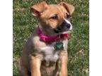 Adopt Abby a German Shepherd Dog, Pit Bull Terrier