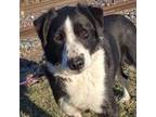 Adopt Lassie a Border Collie