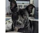 Adopt Coco - Coming Soon! a Labrador Retriever, Pit Bull Terrier