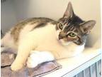 Adopt SASSAFRASS a Domestic Short Hair