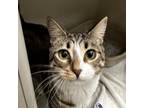 Adopt cleo a Domestic Short Hair