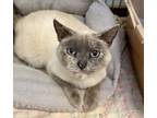 Adopt Misty a Siamese, Domestic Short Hair