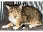 Adopt Tiger Baby a Domestic Short Hair