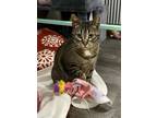 Adopt Serena a Domestic Short Hair