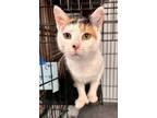 Adopt Mittens a Extra-Toes Cat / Hemingway Polydactyl, Calico