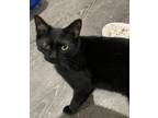 Adopt Jewel a Domestic Short Hair