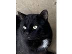 Adopt Coco a Domestic Short Hair