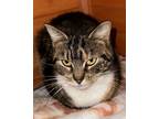 Adopt Callie a Domestic Short Hair