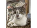 Adopt Berkley a Domestic Short Hair