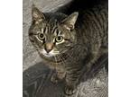 Adopt Willow a Tiger, Domestic Short Hair