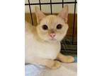 Adopt Sadie a Domestic Short Hair, Siamese